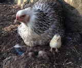 Mamma mårran och kyckling ute 3