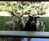 fåren i fönstret